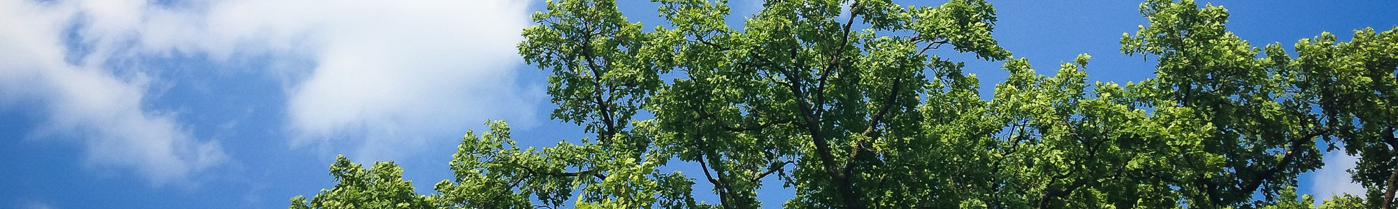 Image of summer day with tree in blue sky.